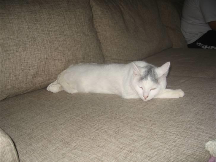 Blanding af racer Sylvester - la mig lige sove.. billede 11