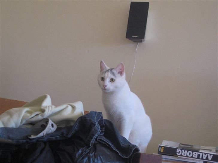 Blanding af racer Sylvester - jeg har ikke gjort ngoet... billede 12