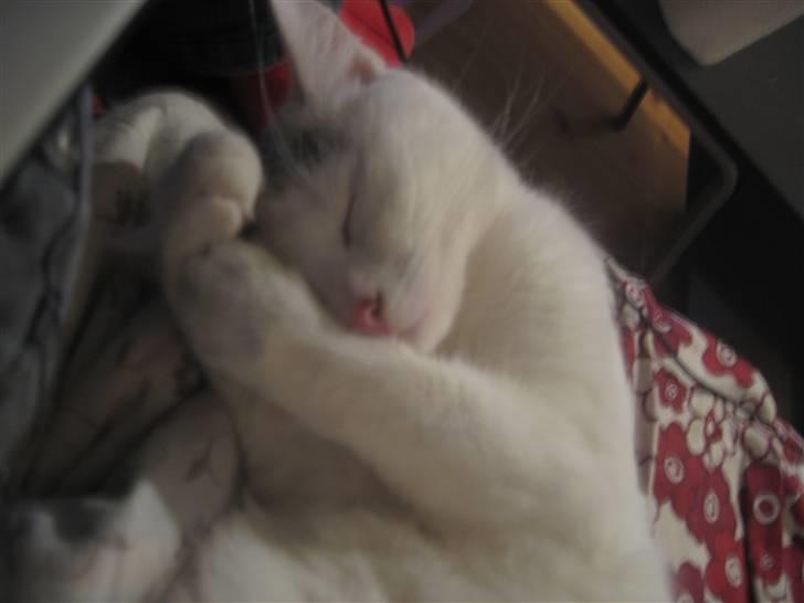 Blanding af racer Sylvester - lad mig nu sove i fred... billede 13