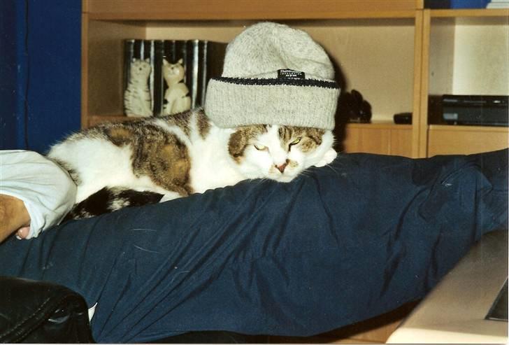 Huskat Mille  R.I.P billede 13