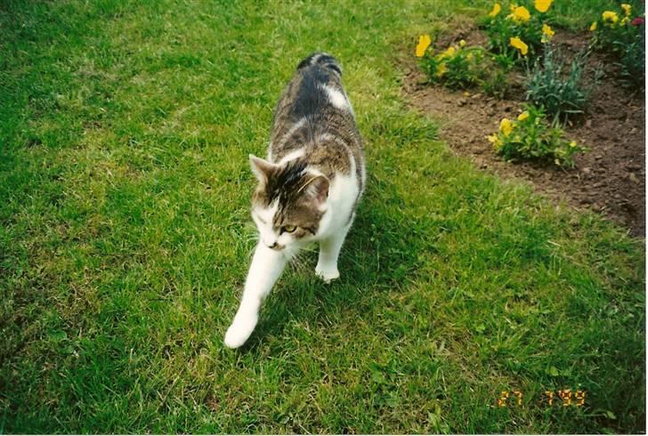 Huskat Mille  R.I.P billede 14