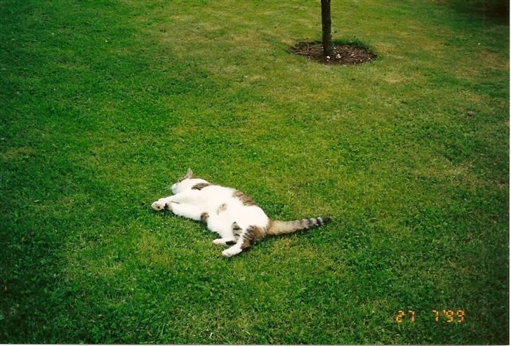 Huskat Mille  R.I.P billede 15