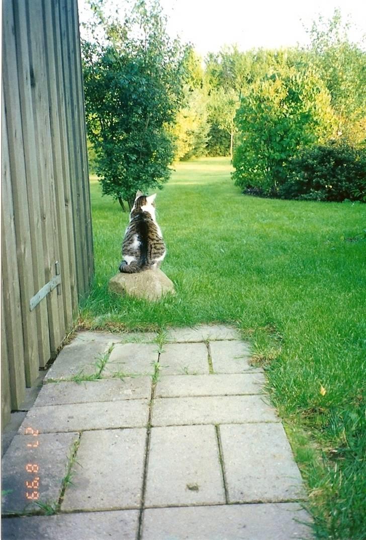 Huskat Mille  R.I.P billede 16