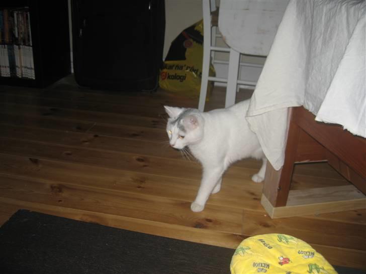 Blanding af racer Sylvester - jeg er en sniger... grin billede 14