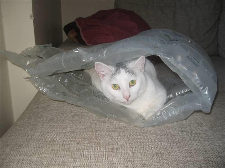 Blanding af racer Sylvester - det jeg sagde. elsker at ligge inde i ting billede 16