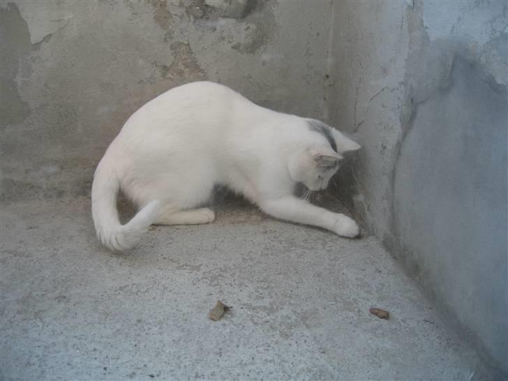 Blanding af racer Sylvester - ha, jeg fik dig, dit dumme blad... billede 17