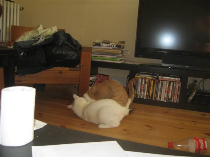 Blanding af racer Sylvester - jep, jeg er stærkere end bent... eller... lige der ihvertfald... billede 18