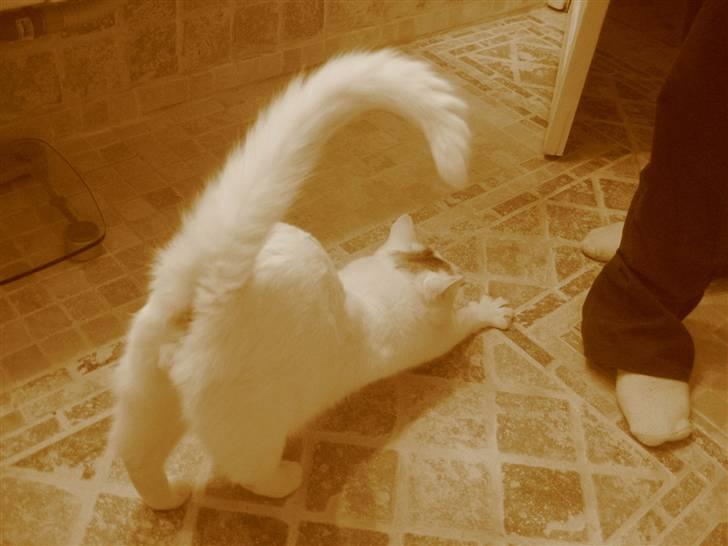 Blanding af racer Sylvester - når enden er go er alting godt.... ses... billede 19