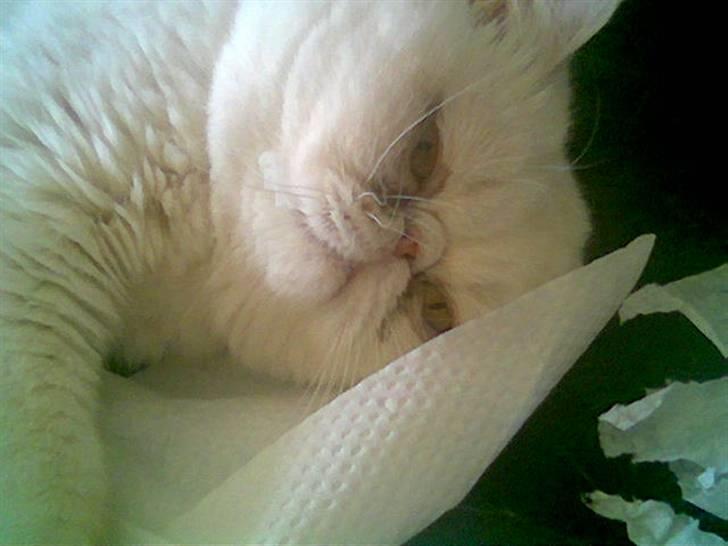 Blanding af racer Polka  billede 1