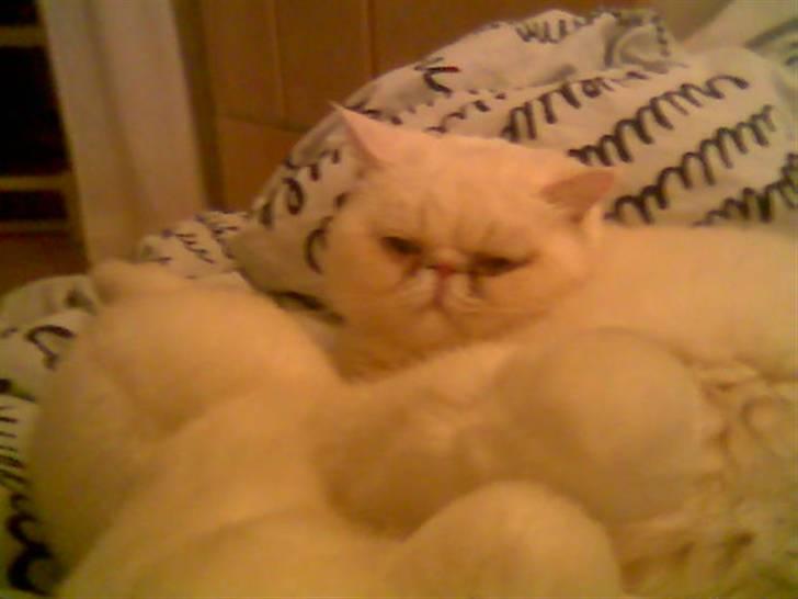 Blanding af racer Polka  billede 2