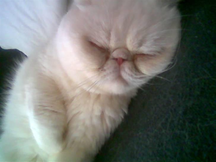 Blanding af racer Polka  billede 3