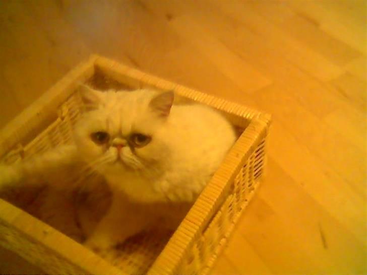 Blanding af racer Polka  billede 4