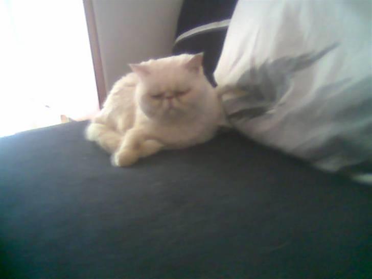 Blanding af racer Polka  billede 5