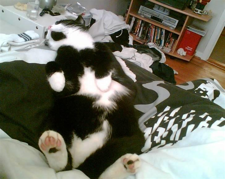 Blanding af racer Manse (Død) R.I.P billede 13