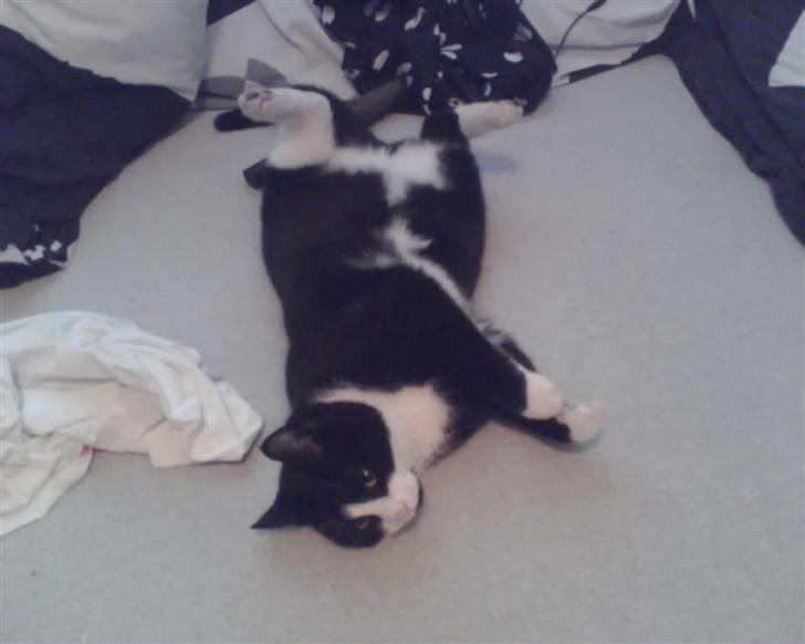 Blanding af racer Manse (Død) R.I.P billede 14