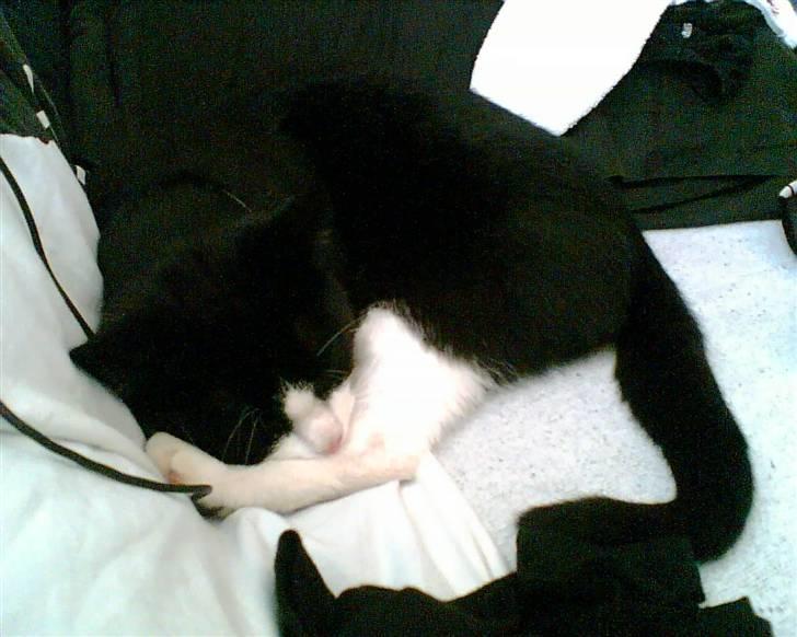 Blanding af racer Manse (Død) R.I.P billede 15