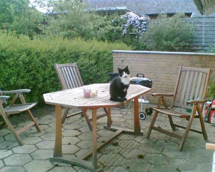 Blanding af racer Manse (Død) R.I.P billede 16