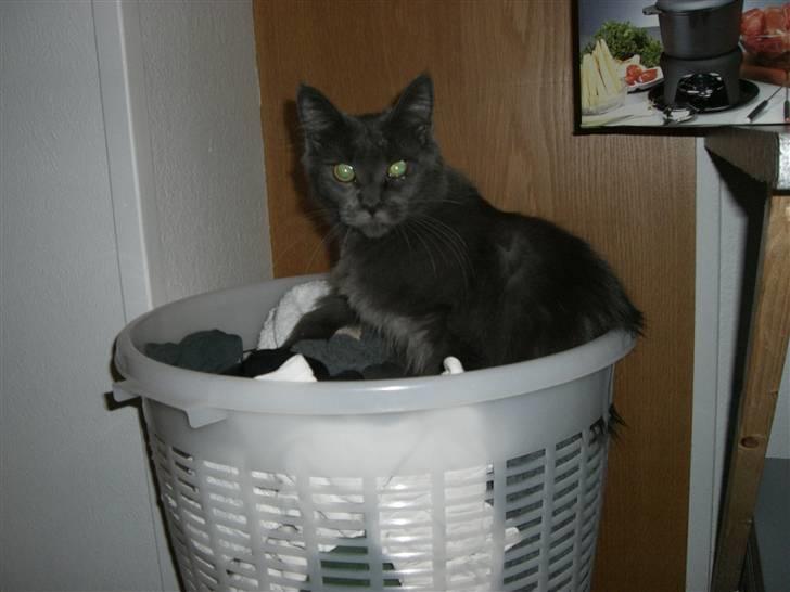 Maine Coon trille - alt mors ny vasket vaske tøj her må jeg slet ikke være billede 15