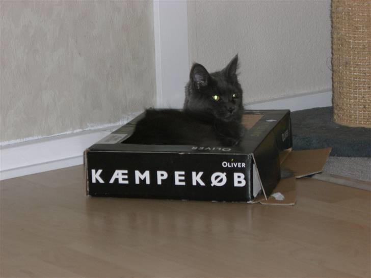 Maine Coon trille - kæmpekøb det er mig billede 16