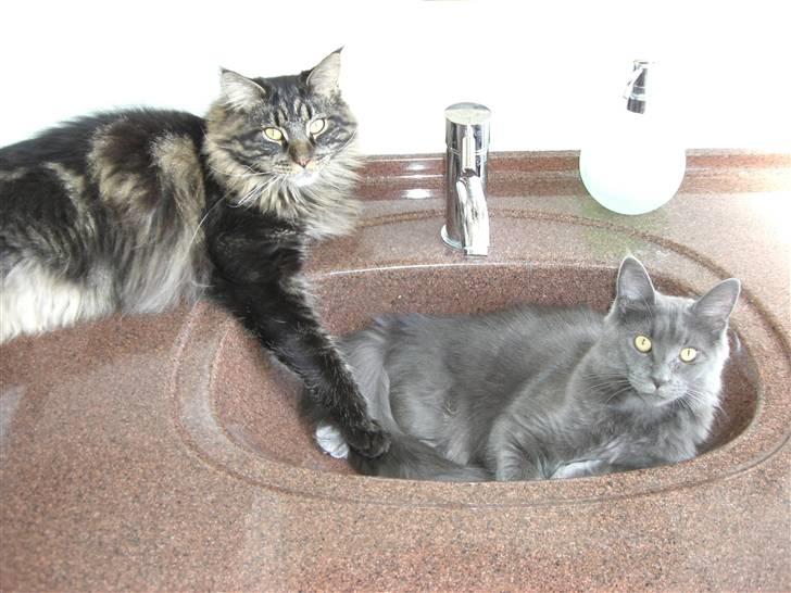 Maine Coon trille billede 17