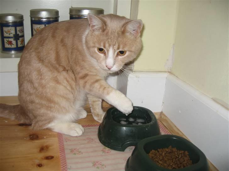 Blanding af racer Bent - jeg fanger isterninger i mit vand.. :) billede 2