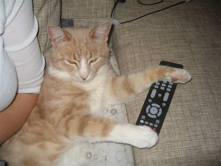 Blanding af racer Bent - det er mig der styre flimmeren i aften mester. billede 3