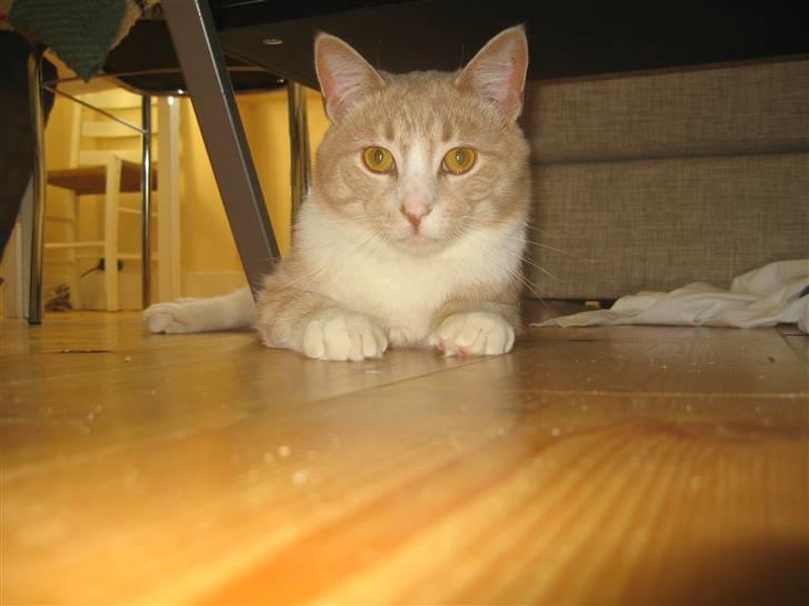 Blanding af racer Bent - heeeej, jeg er ikke ude efter dine tæer det skal du ikke tro. billede 4