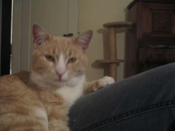 Blanding af racer Bent - hvad glor du på.?? billede 5