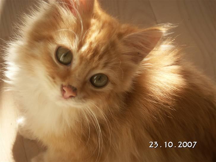 Blanding af racer Minnie - Minnie i et betænktsom øjeblik billede 1