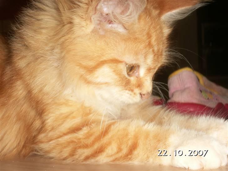 Blanding af racer Minnie - Hva er nu det?? billede 2