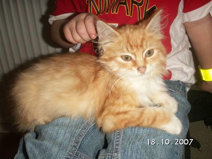 Blanding af racer Minnie billede 3