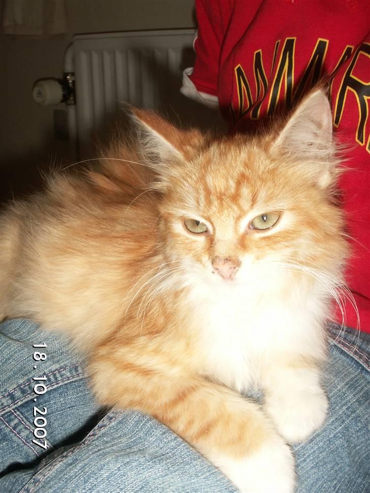 Blanding af racer Minnie billede 4