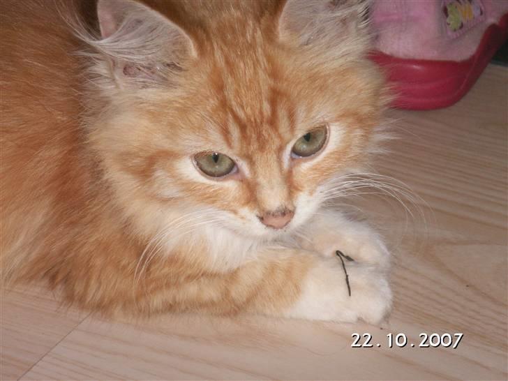 Blanding af racer Minnie billede 5