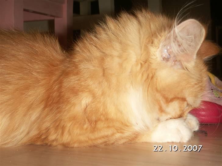 Blanding af racer Minnie billede 6