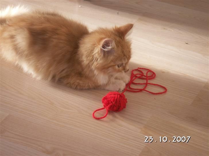 Blanding af racer Minnie billede 7