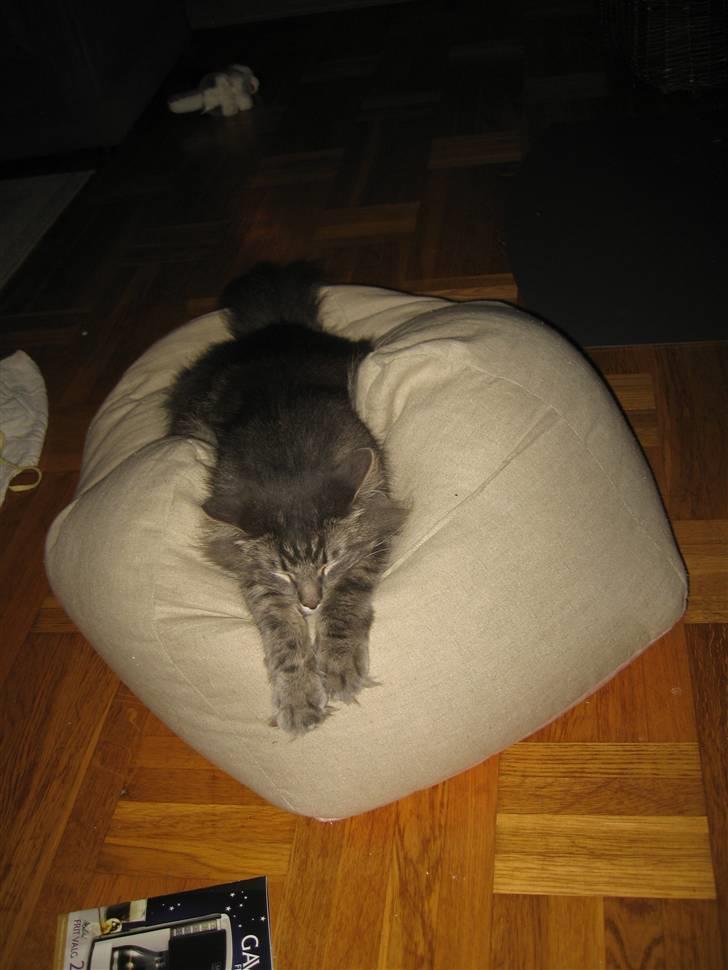 Norsk Skovkat Basse R.I.P. billede 1