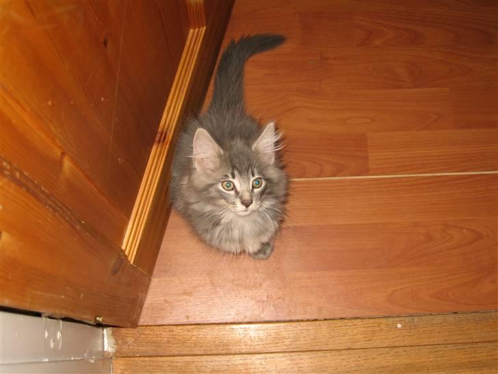 Norsk Skovkat Basse R.I.P. - Er jeg ikk fin. billede 2