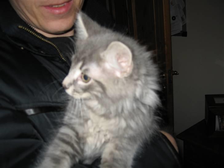 Norsk Skovkat Basse R.I.P. - Er hos min nye menneske far for første gang billede 3