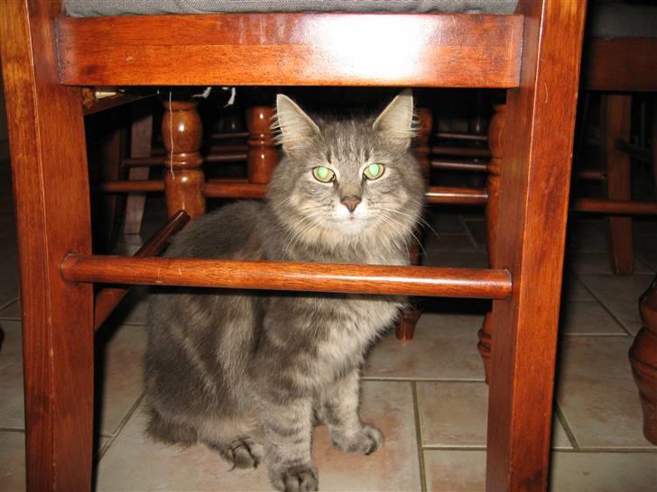 Norsk Skovkat Basse R.I.P. - Dette er min mor. billede 4