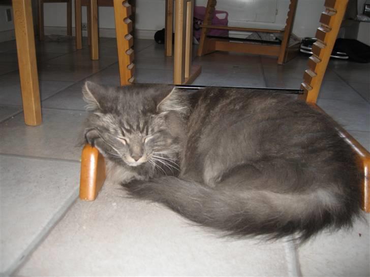 Norsk Skovkat Basse R.I.P. - Også min mor.. billede 5