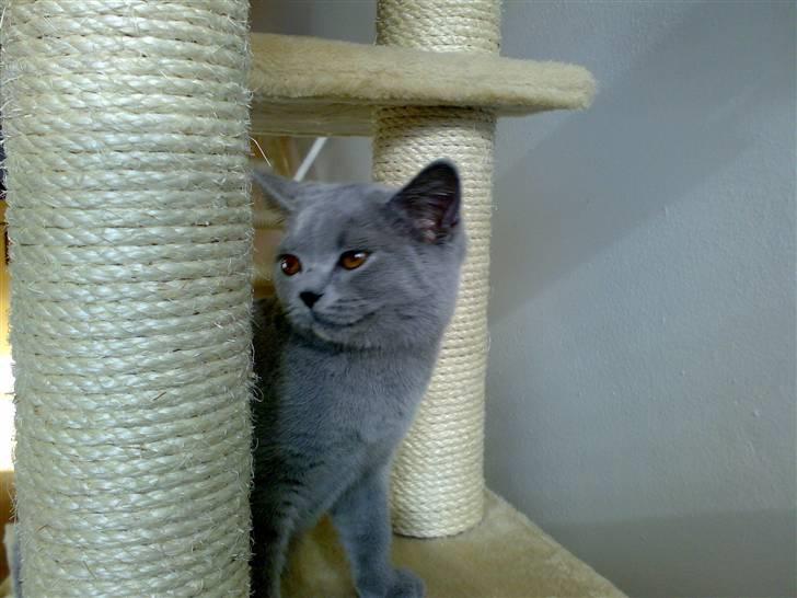 British Shorthair Mulle - Her sidder hun på lur efter Pumba.. billede 10