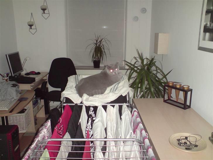 British Shorthair Mulle - Hun er begyndt at ligge meget på tør-stivet... Man kan ikke rigtig sige nej.... Smil.. billede 11