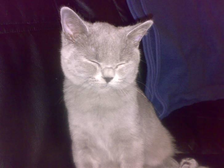 British Shorthair Mulle - Når hun skal sove, så når hun ikke altid at ligge sig.. Det er rigtig sødt at se..smil billede 12