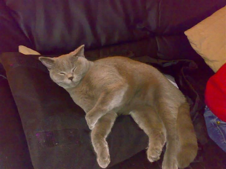 British Shorthair Pumba - Zzzzzzzzz.... billede 15