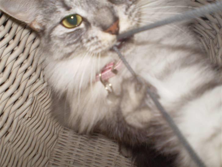 Blanding af racer RIP Cleo  - Gider ikke du tager billeder af mig... billede 7