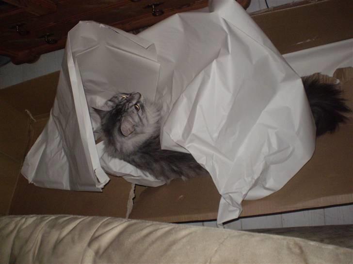 Blanding af racer RIP Cleo  - mere papkasse sjov billede 8