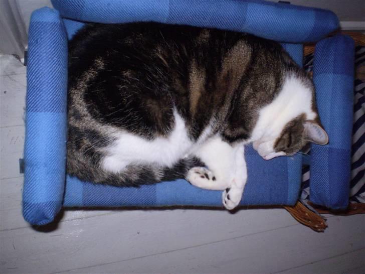 Huskat Damian - Han kan lige være der.. :o) billede 2