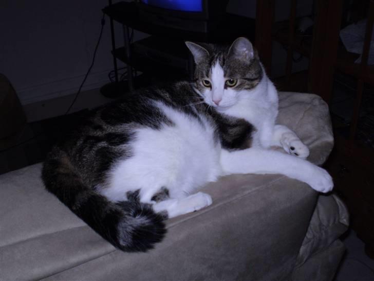 Huskat Damian - Damian er en rigtig sofakat.. elsker at have overblik billede 4