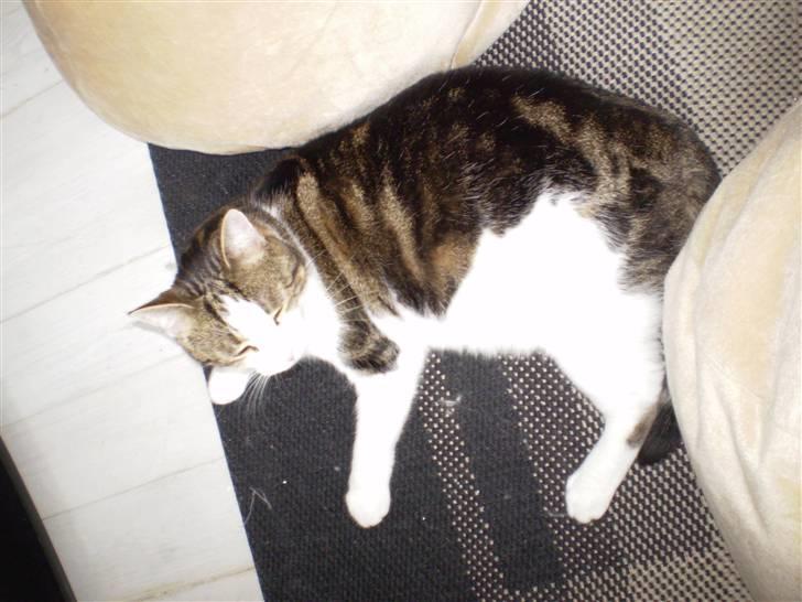 Huskat Damian - misse tager en slapper på gulvet billede 6