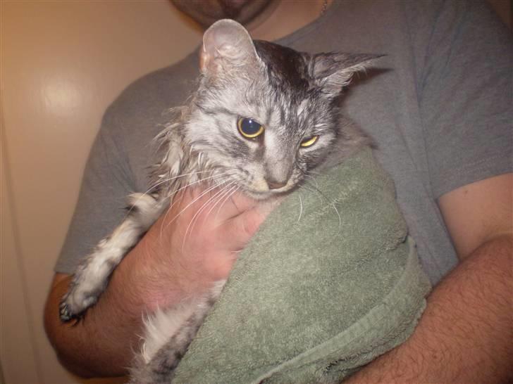 Blanding af racer RIP Cleo  - Min lille druknede kat:o) billede 9